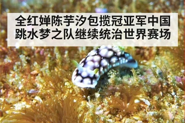 全红婵陈芋汐包揽冠亚军中国跳水梦之队继续统治世界赛场